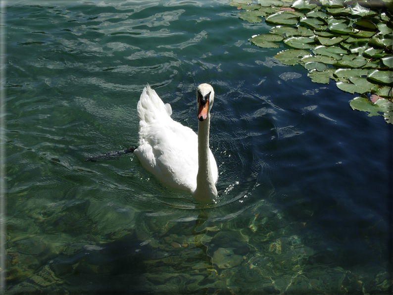 foto Lago di Bled